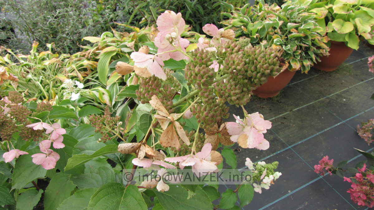Hydrangea paniculata Pinky Winky 04.JPG